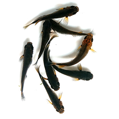 【現物】五式 typeR　4ペア　3821