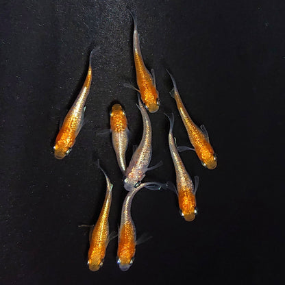 【現物】紅白ヒミツヘイキ　4ペア　3818