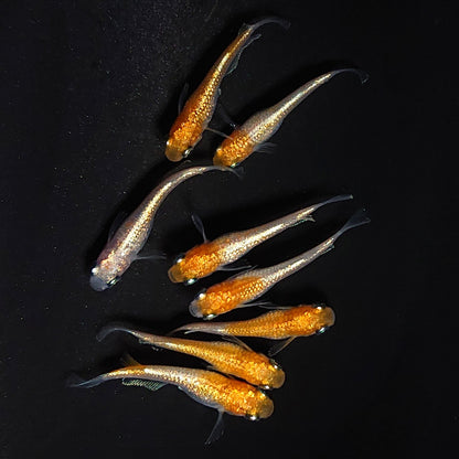 【現物】紅白ヒミツヘイキ　4ペア　3818