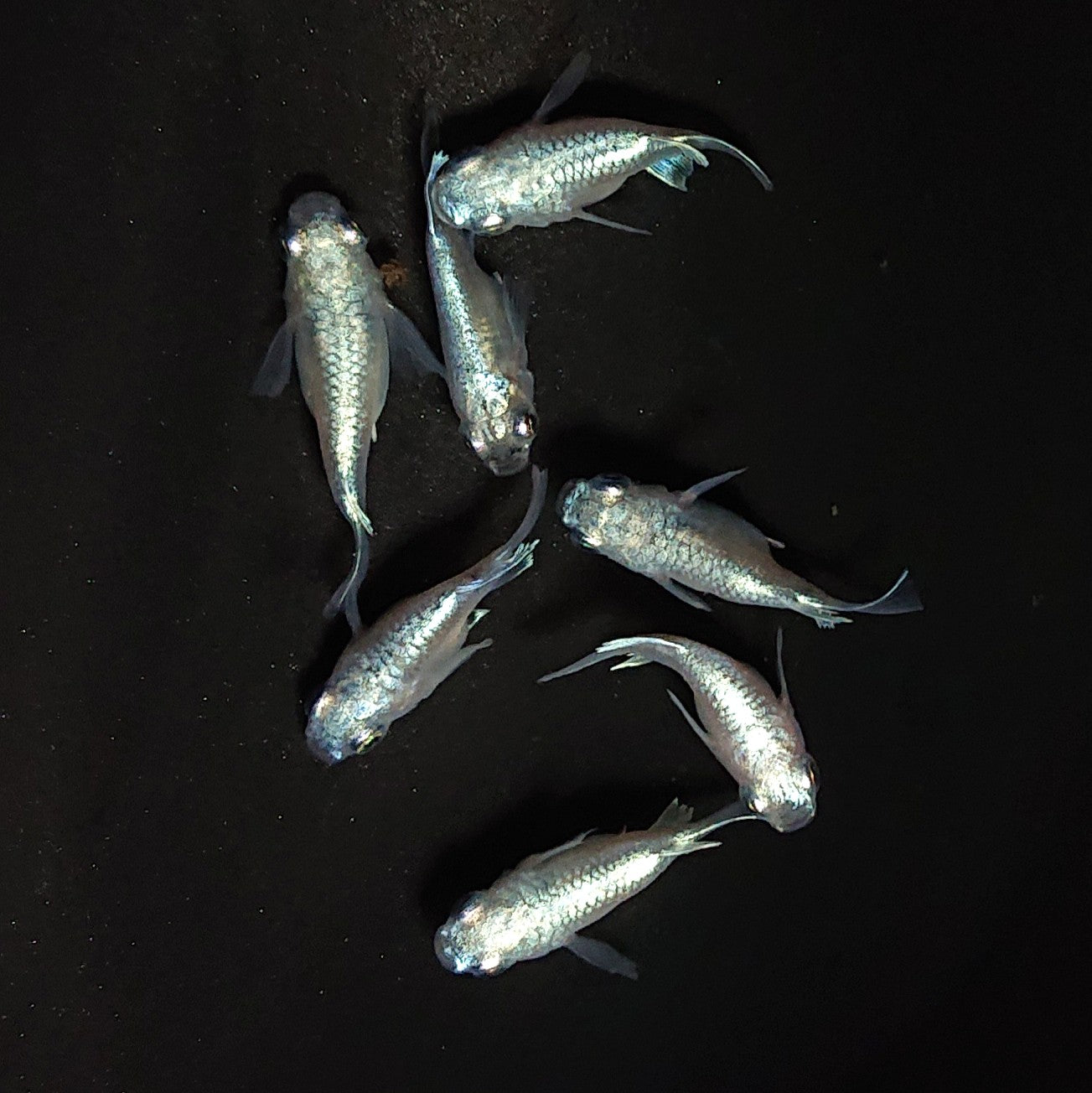 【現物】エンゼル　7匹　オス4メス3　3816