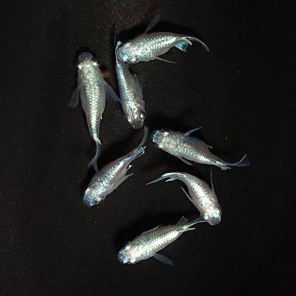 【現物】エンゼル　7匹　オス4メス3　3816