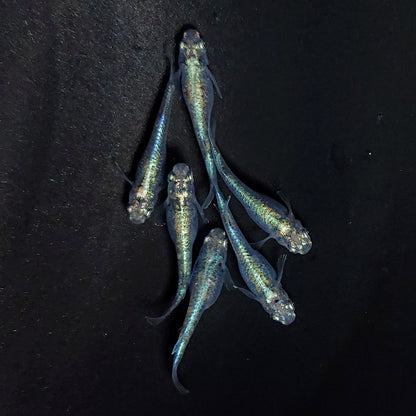 【現物】ゴジラ　6匹　オス2メス4　3817