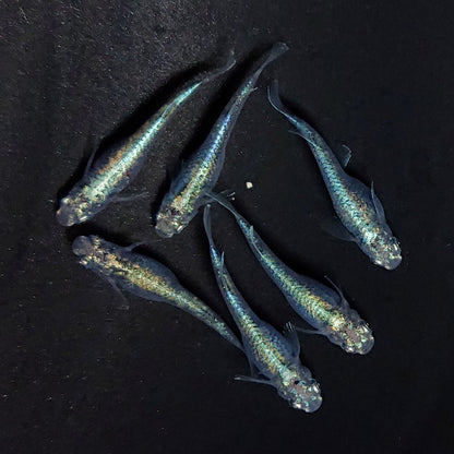 【現物】ゴジラ　6匹　オス2メス4　3817