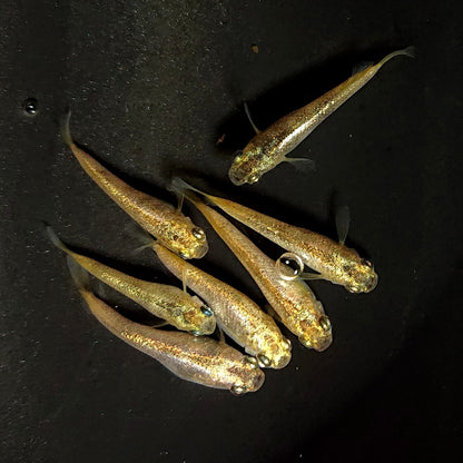 【現物】スパークルサン　7匹　オス4メス3　3819