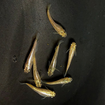 【現物】スパークルサン　7匹　オス4メス3　3819