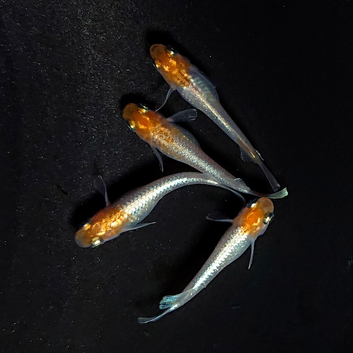 【現物】【上物】深紅のデーンモルフォキッシングΩ 丹頂個体　2ペア　3814