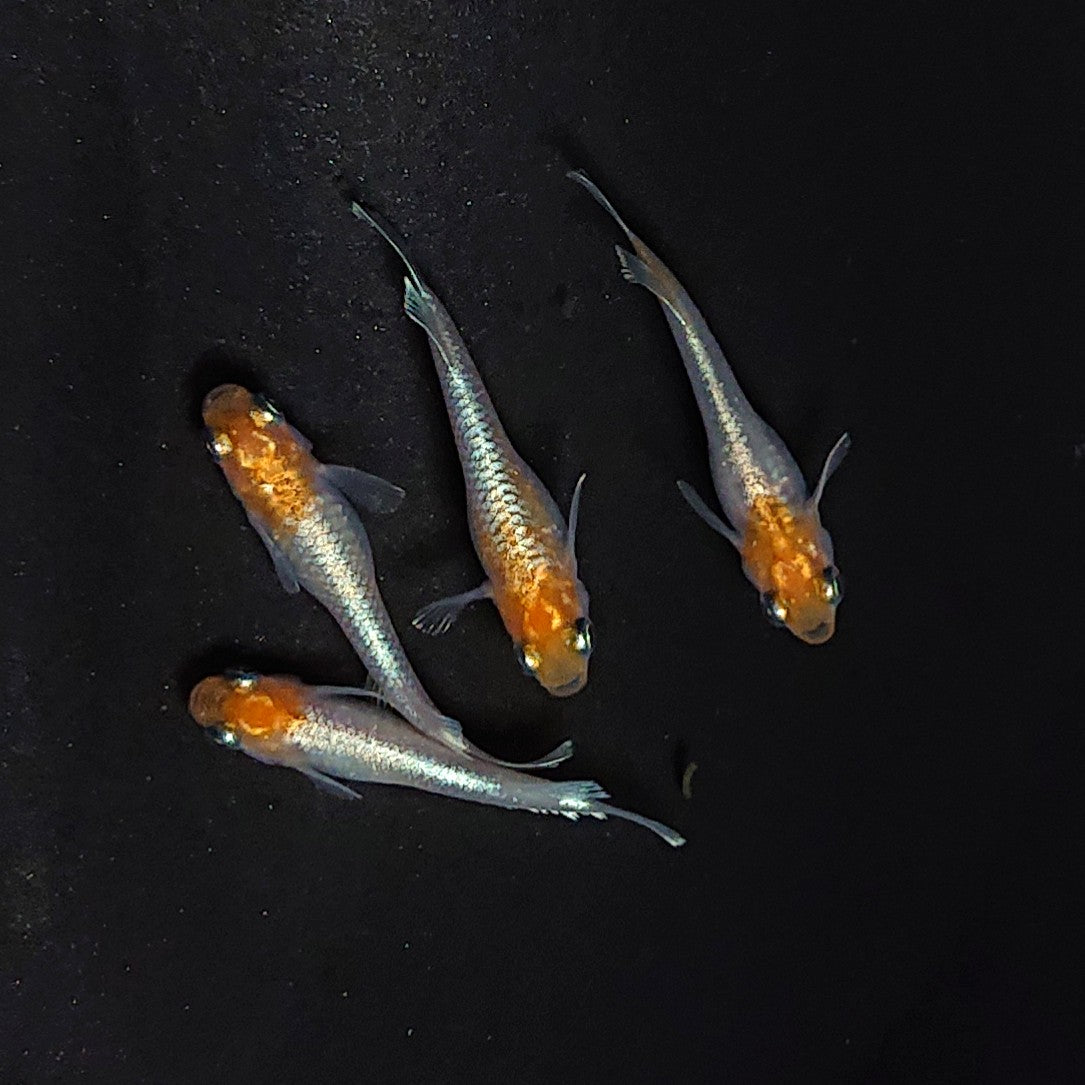 【現物】【上物】深紅のデーンモルフォキッシングΩ 丹頂個体　2ペア　3814