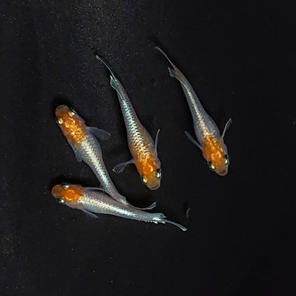 【現物】【上物】深紅のデーンモルフォキッシングΩ 丹頂個体　2ペア　3814