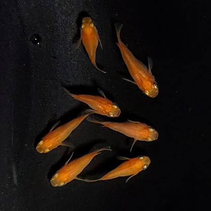 【現物】紅帝だるま　7匹　オス4メス3　3815