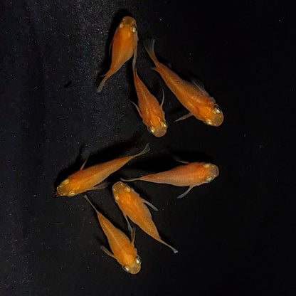 【現物】紅帝だるま　7匹　オス4メス3　3815