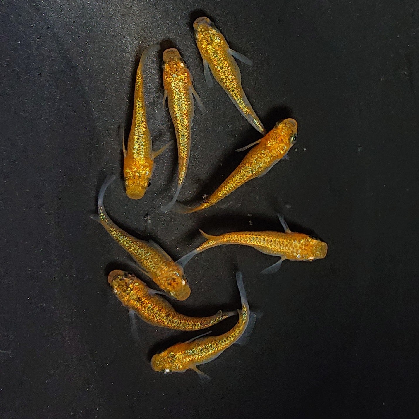 【現物】サンシャイン　4ペア　3820