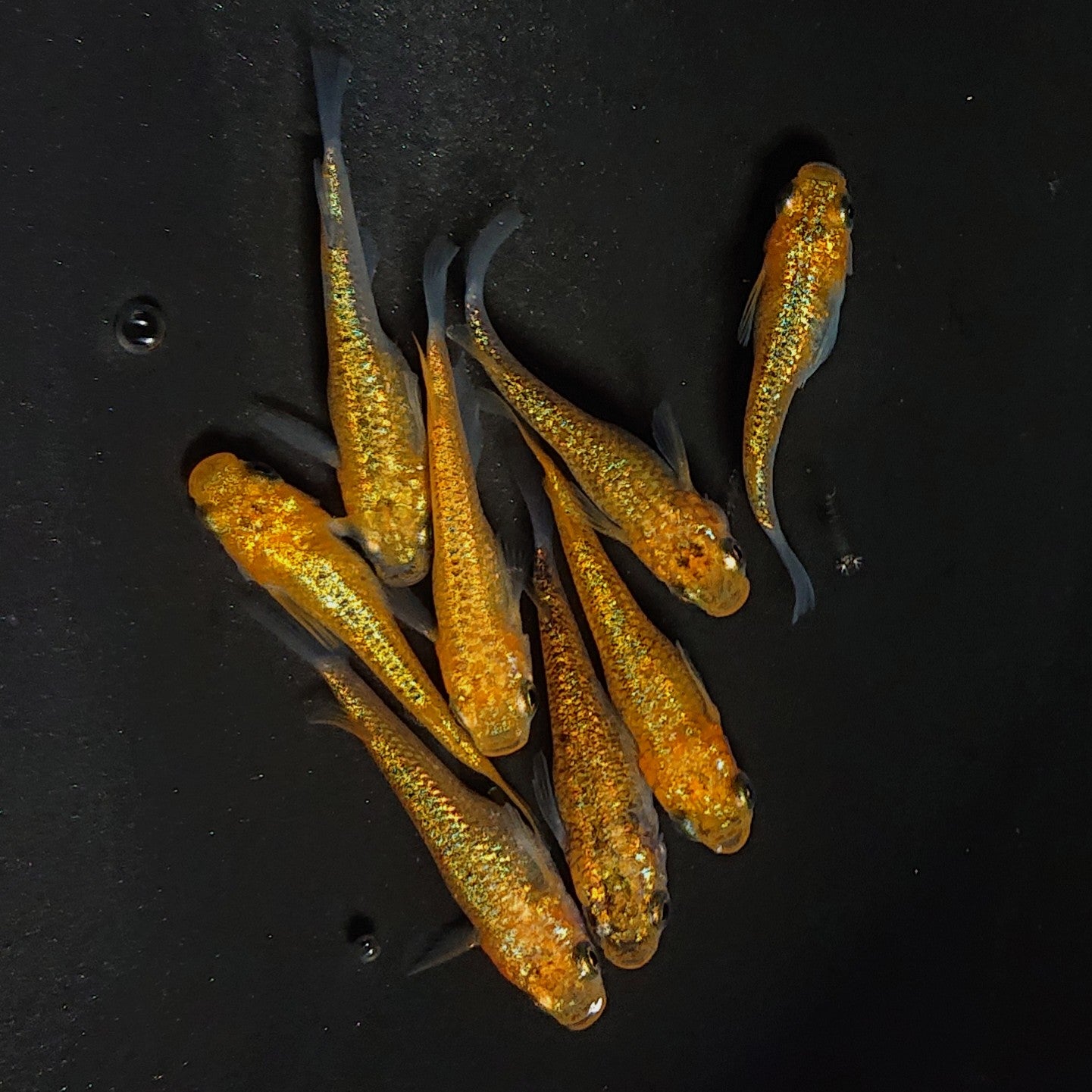 【現物】サンシャイン　4ペア　3820