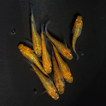 【現物】サンシャイン　4ペア　3820