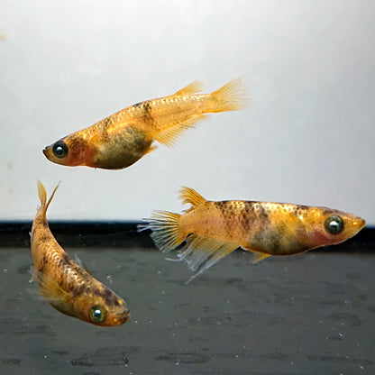 【現物】金閣 両眼アースアイ　2ペア　3823