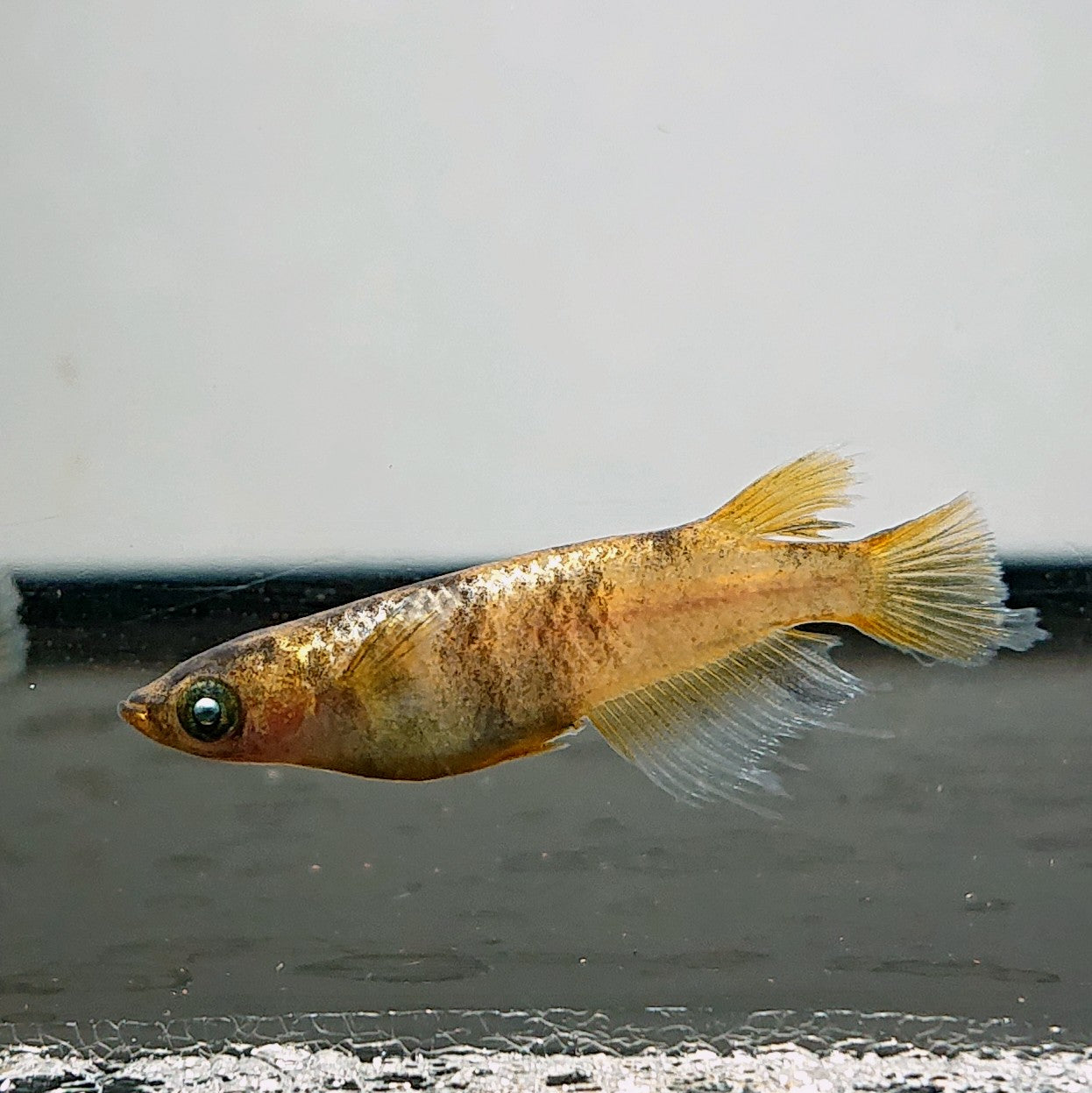 【現物】金閣 両眼アースアイ　2ペア　3823