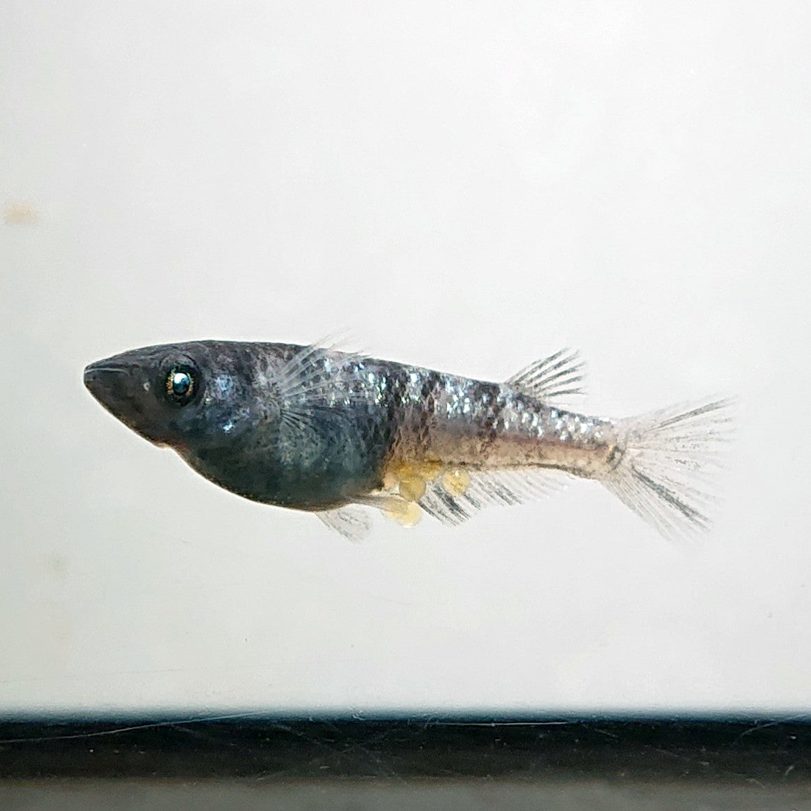 【現物】和墨白銀 両眼アースアイ　2ペア　抱卵個体　3822