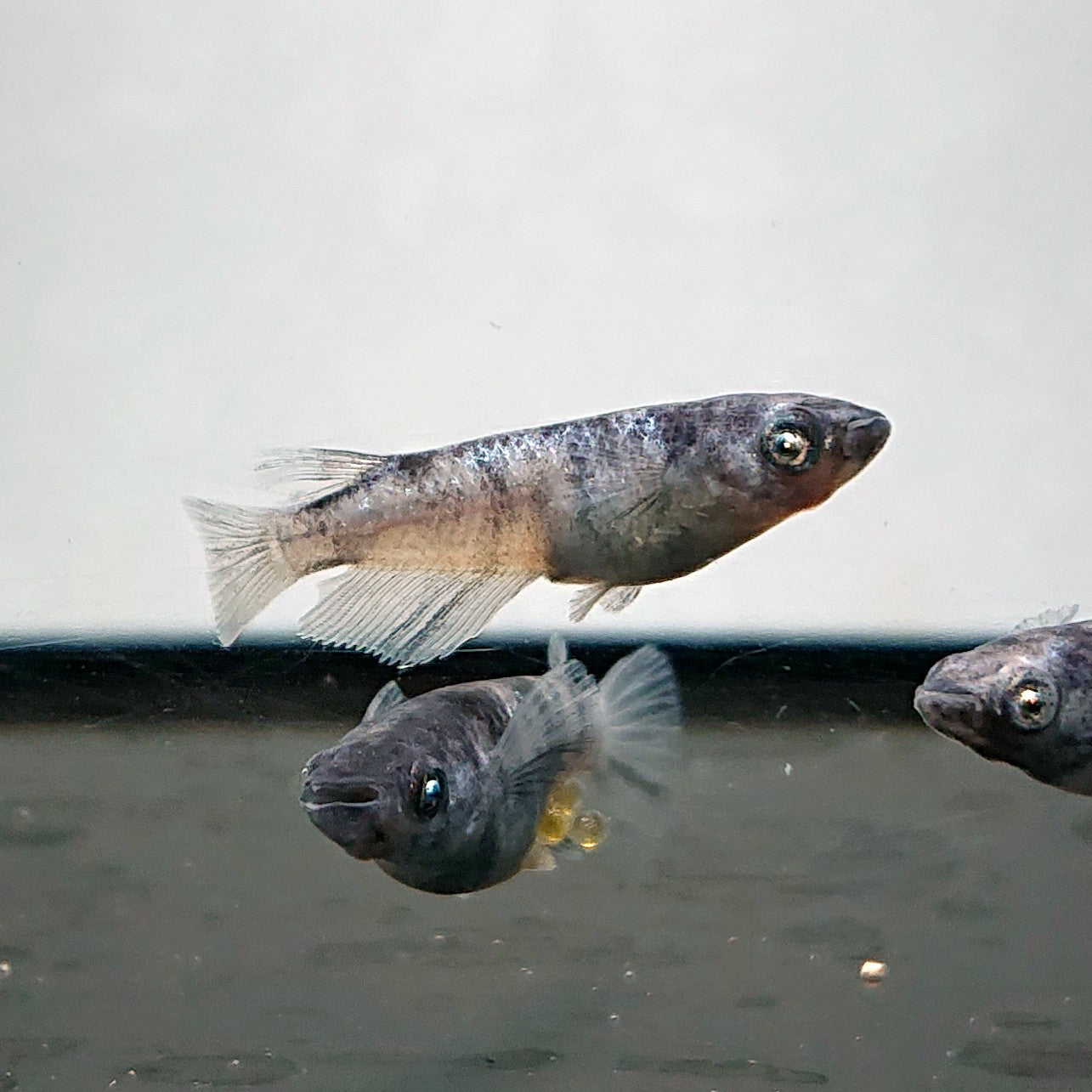 【現物】和墨白銀 両眼アースアイ　2ペア　抱卵個体　3822