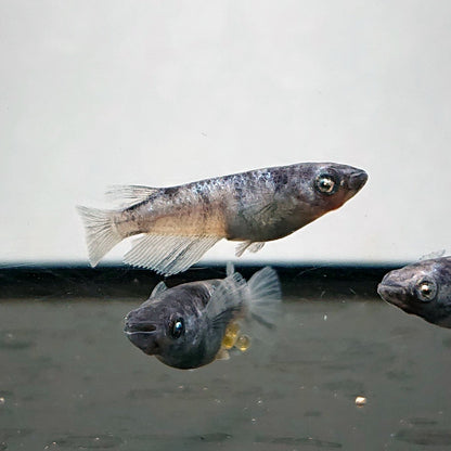 【現物】和墨白銀 両眼アースアイ　2ペア　抱卵個体　3822