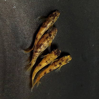 【現物】金閣 両眼アースアイ　2ペア　3823