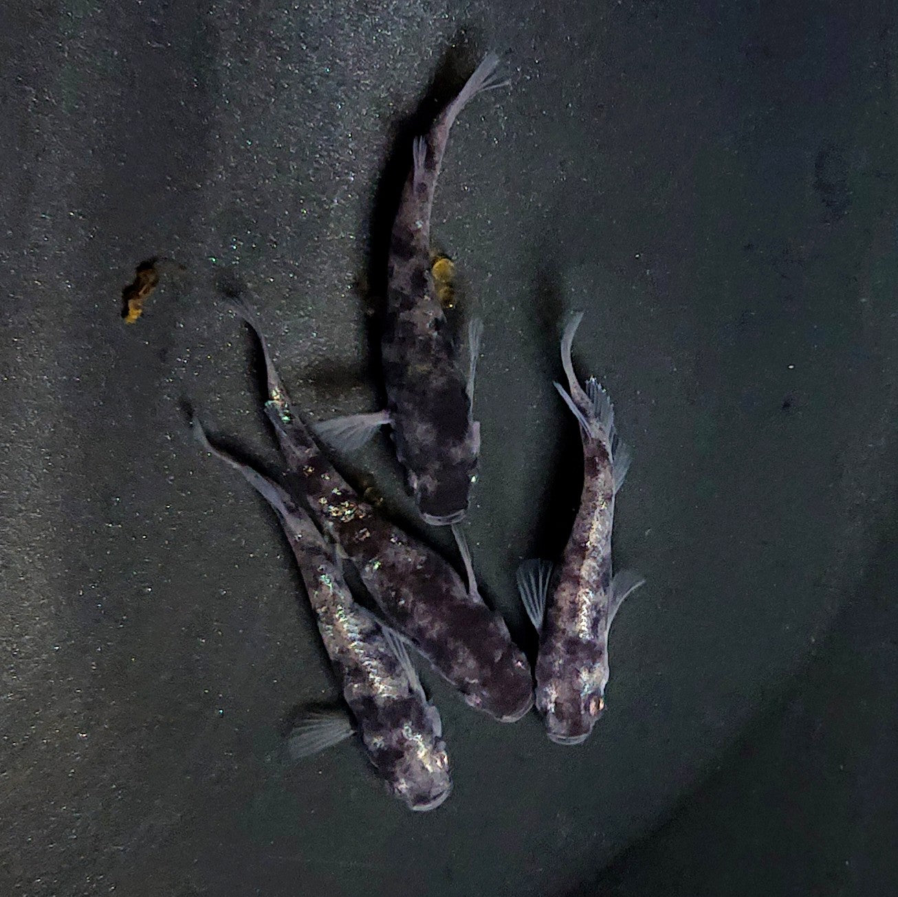 【現物】和墨白銀 両眼アースアイ　2ペア　抱卵個体　3822