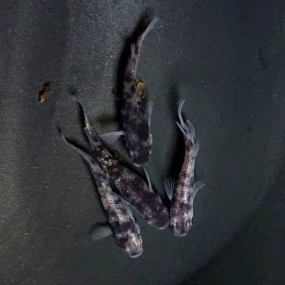 【現物】和墨白銀 両眼アースアイ　2ペア　抱卵個体　3822