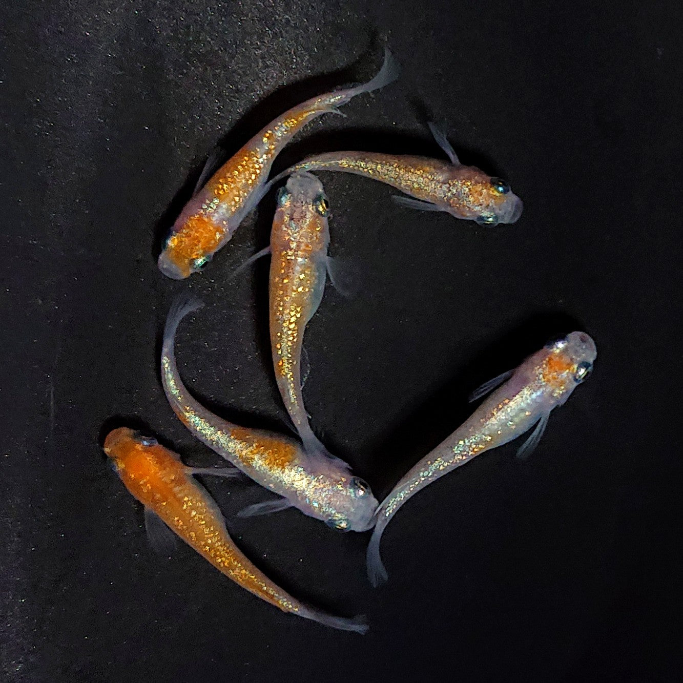 【現物】王華ブルー　3ペア　3825