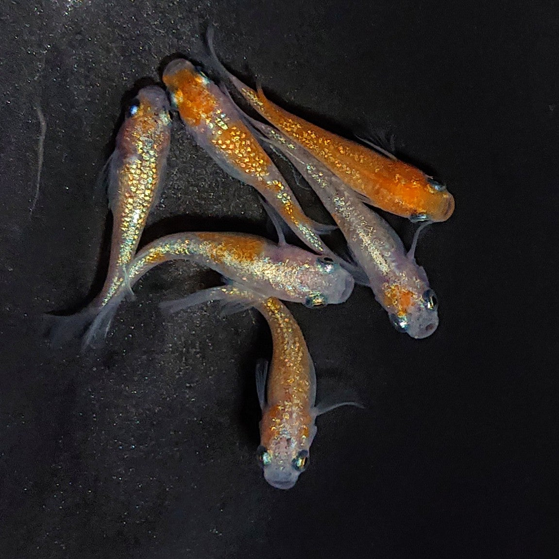 【現物】王華ブルー　3ペア　3825