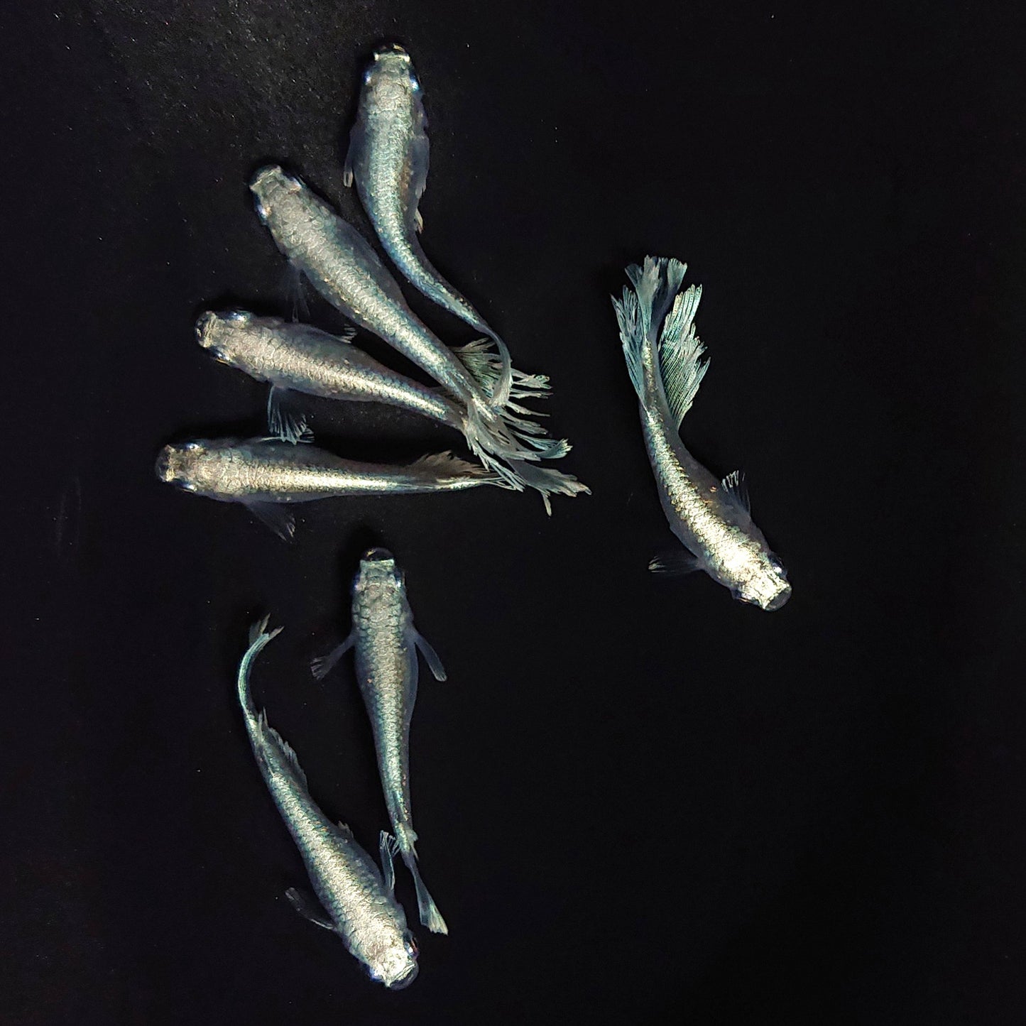 【現物】レーヴ　7匹　オス4メス3　3827