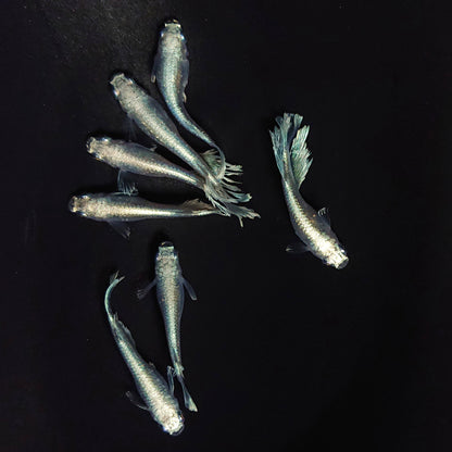 【現物】レーヴ　7匹　オス4メス3　3827