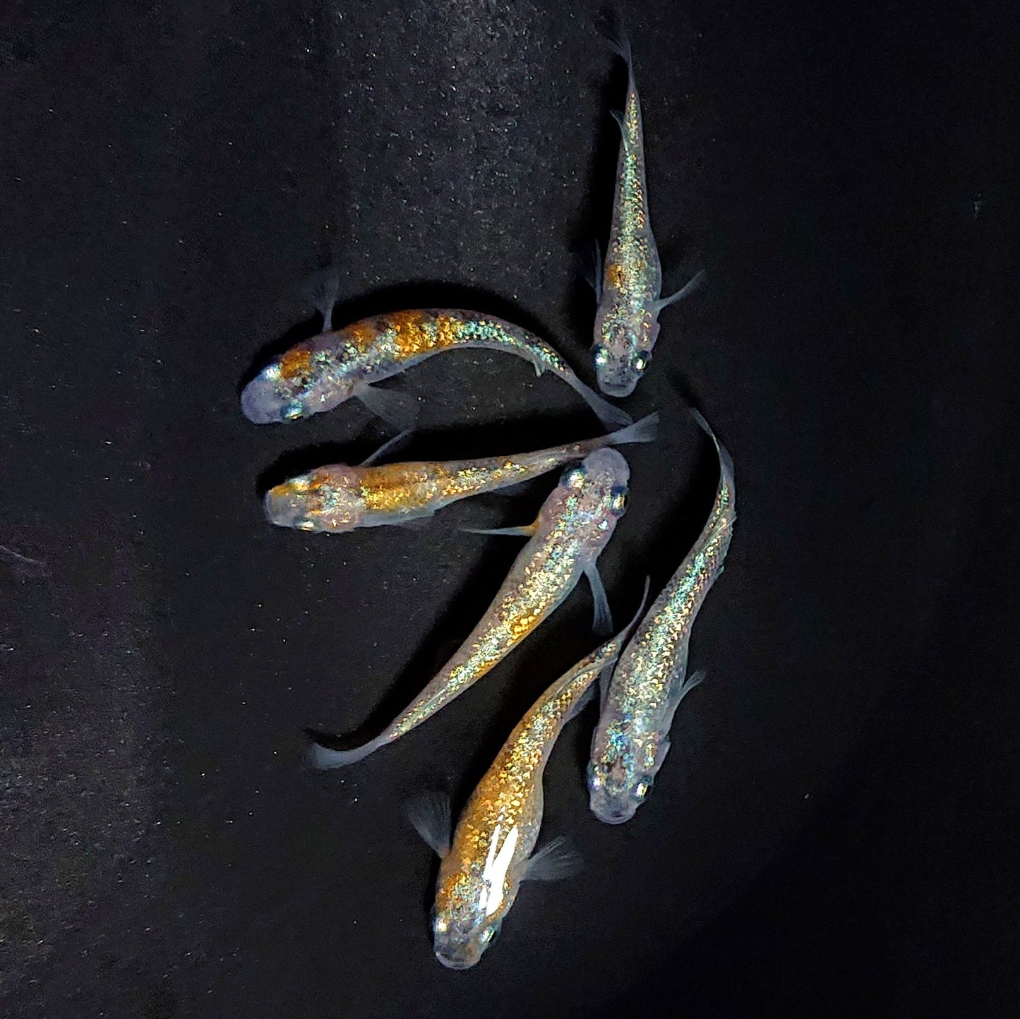 【現物】あわび 緋入り個体　6匹　オス2メス4　3826