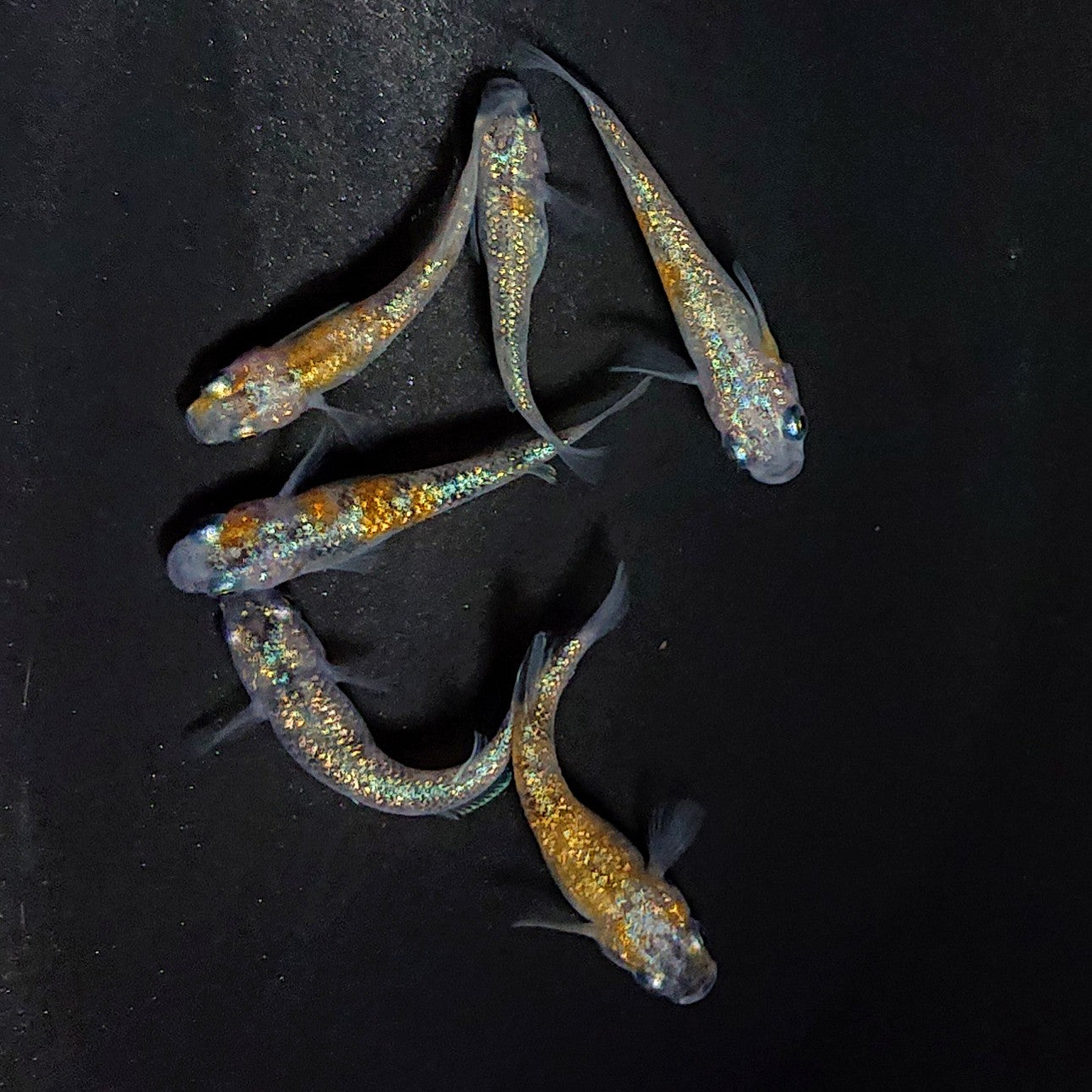 【現物】あわび 緋入り個体　6匹　オス2メス4　3826