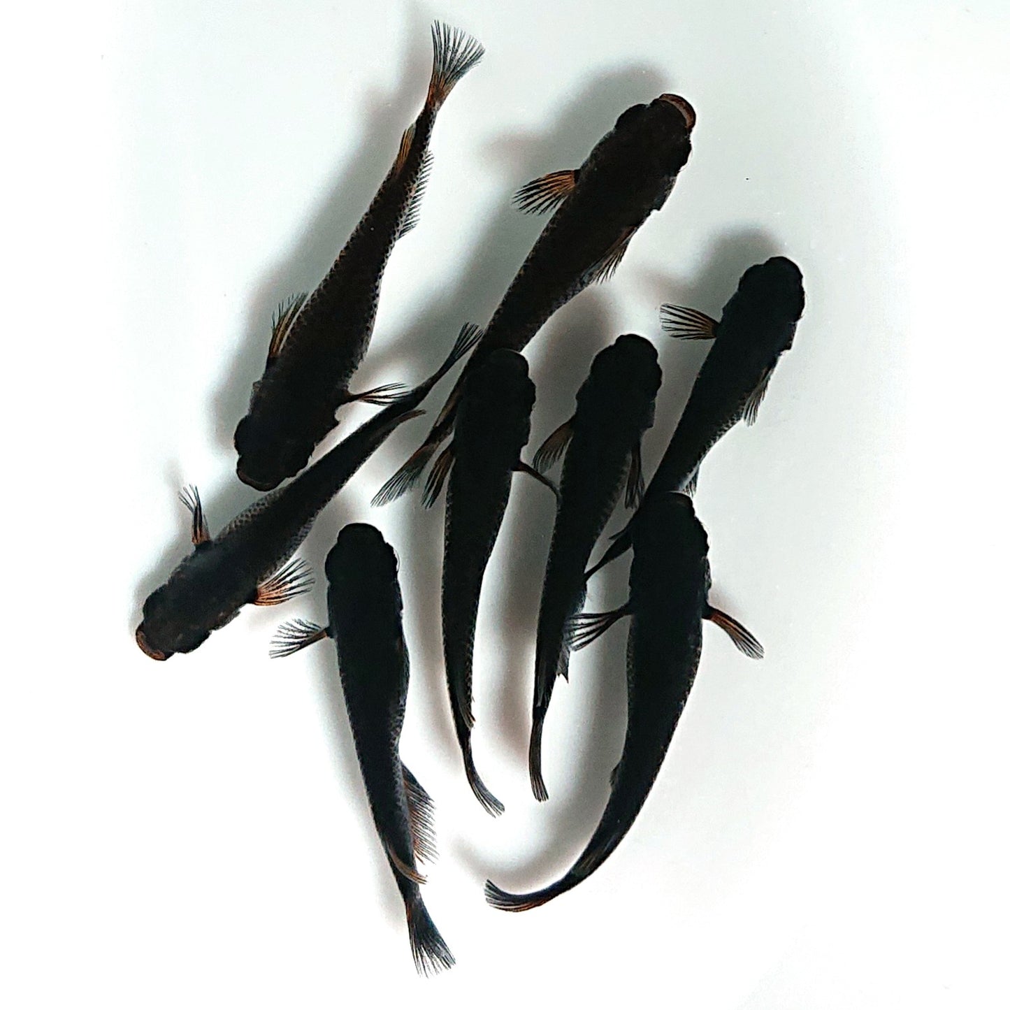 【現物】五式 typeR　4ペア　3833