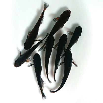 【現物】五式 typeR　4ペア　3833