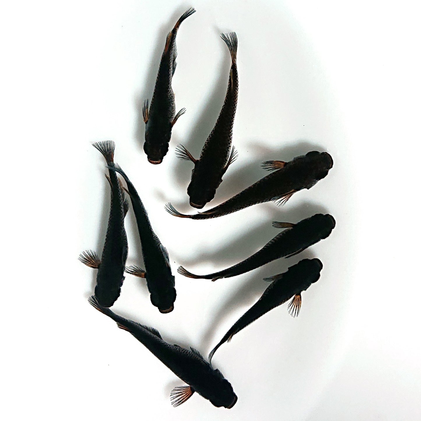 【現物】五式 typeR　4ペア　3833