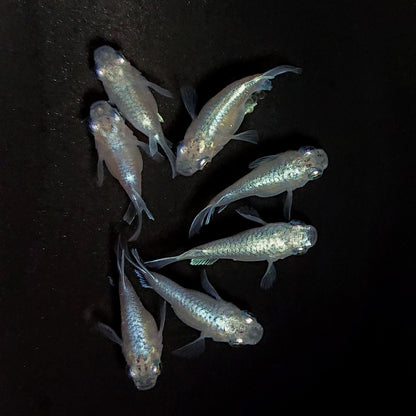 【現物】エンゼル　7匹　オス4メス3　3832