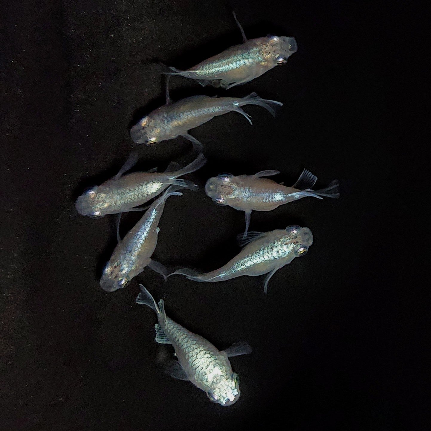 【現物】エンゼル　7匹　オス4メス3　3832