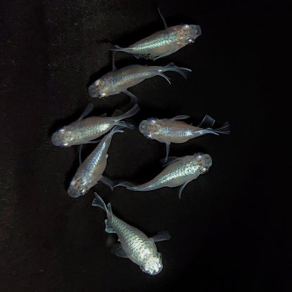 【現物】エンゼル　7匹　オス4メス3　3832