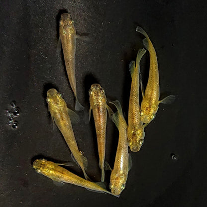 【現物】スパークルサン 両眼アースアイ　7匹　オス4メス3　3829