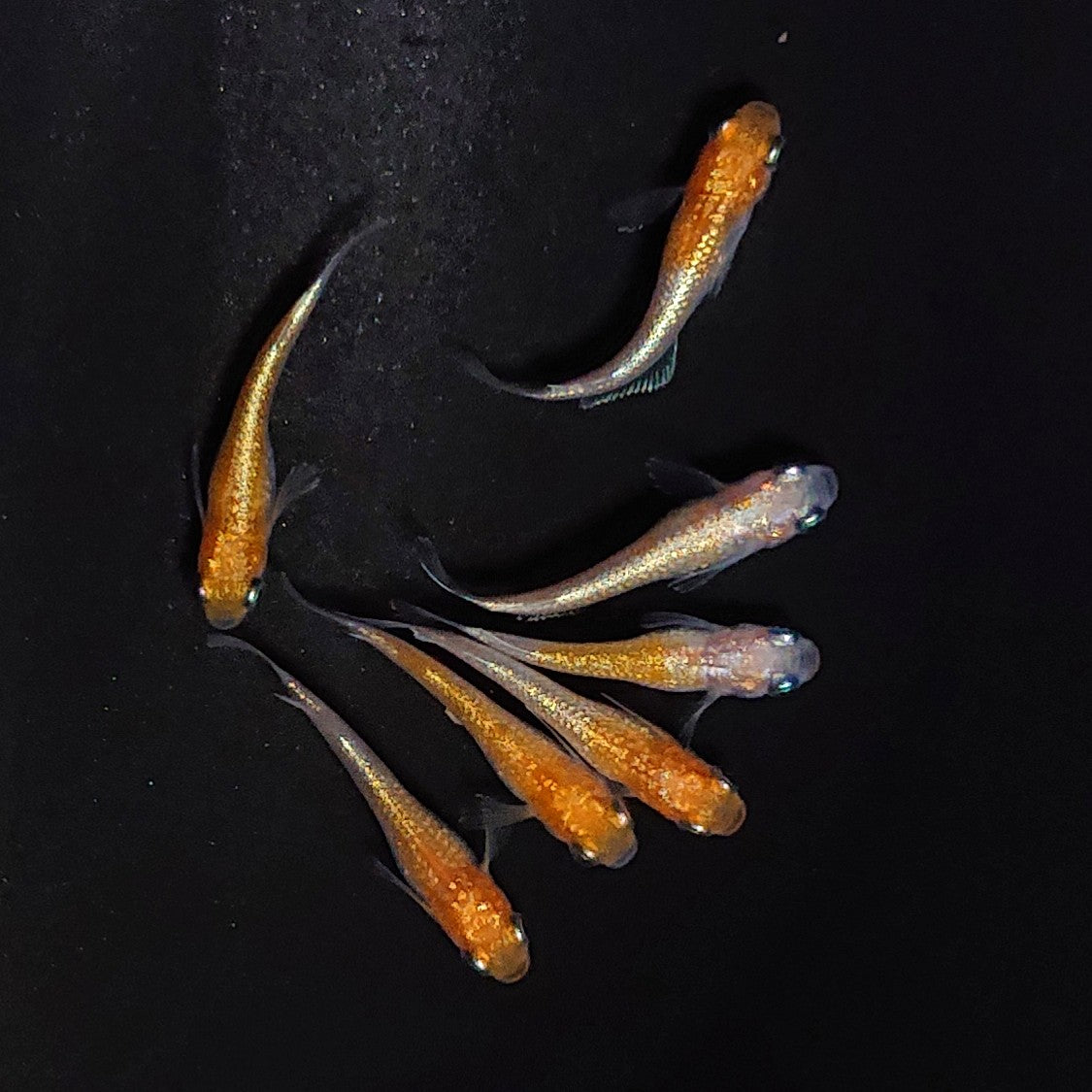 【現物】紅白ヒミツヘイキ　7匹　オス3メス4　3835