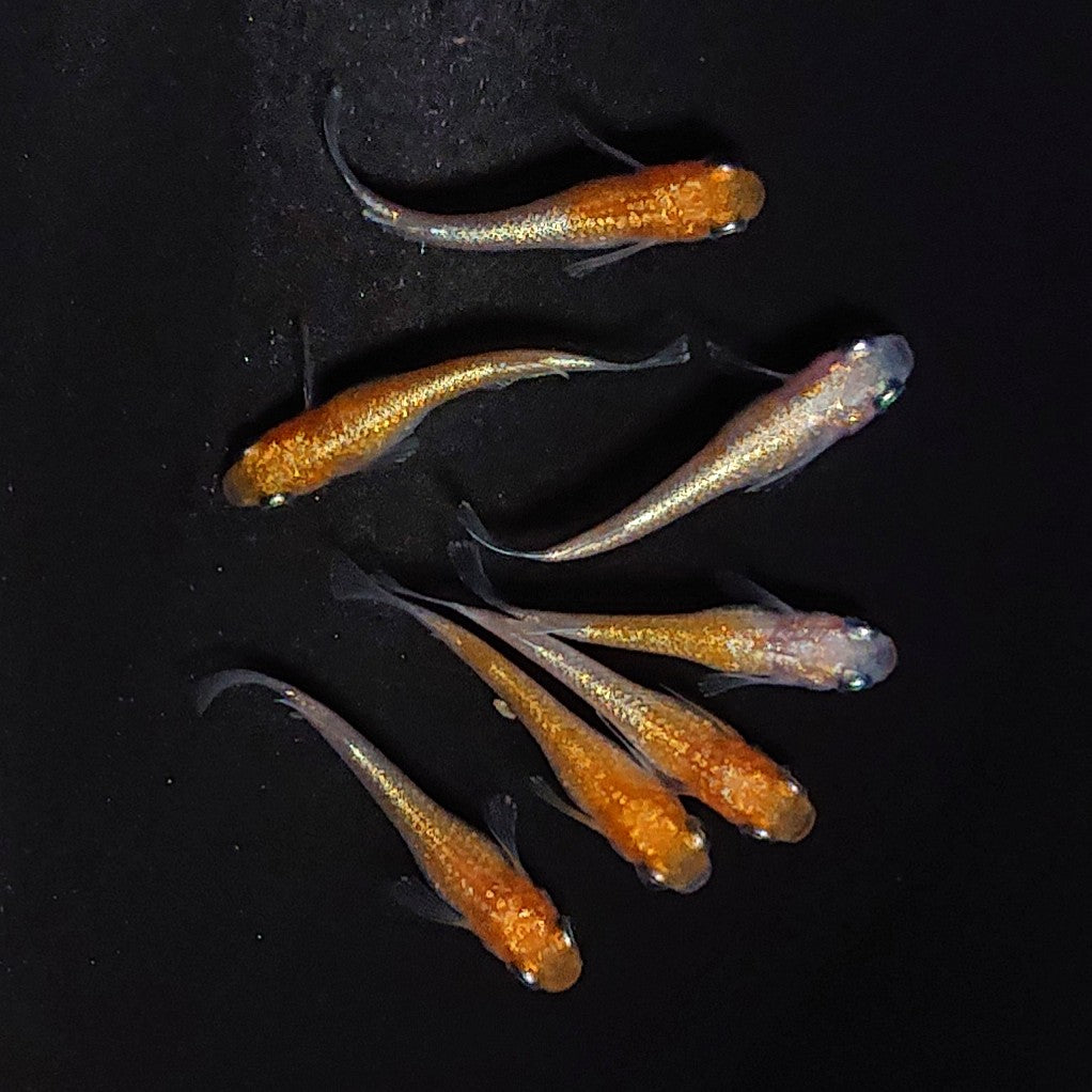 【現物】紅白ヒミツヘイキ　7匹　オス3メス4　3835