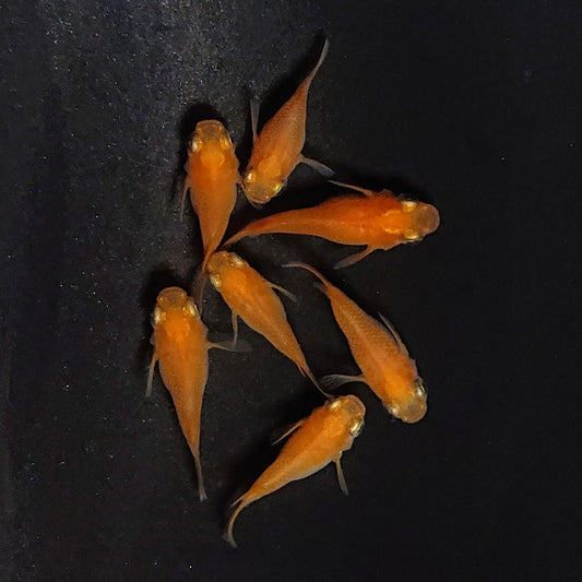 【現物】紅帝だるま　7匹　オス4メス3　3831