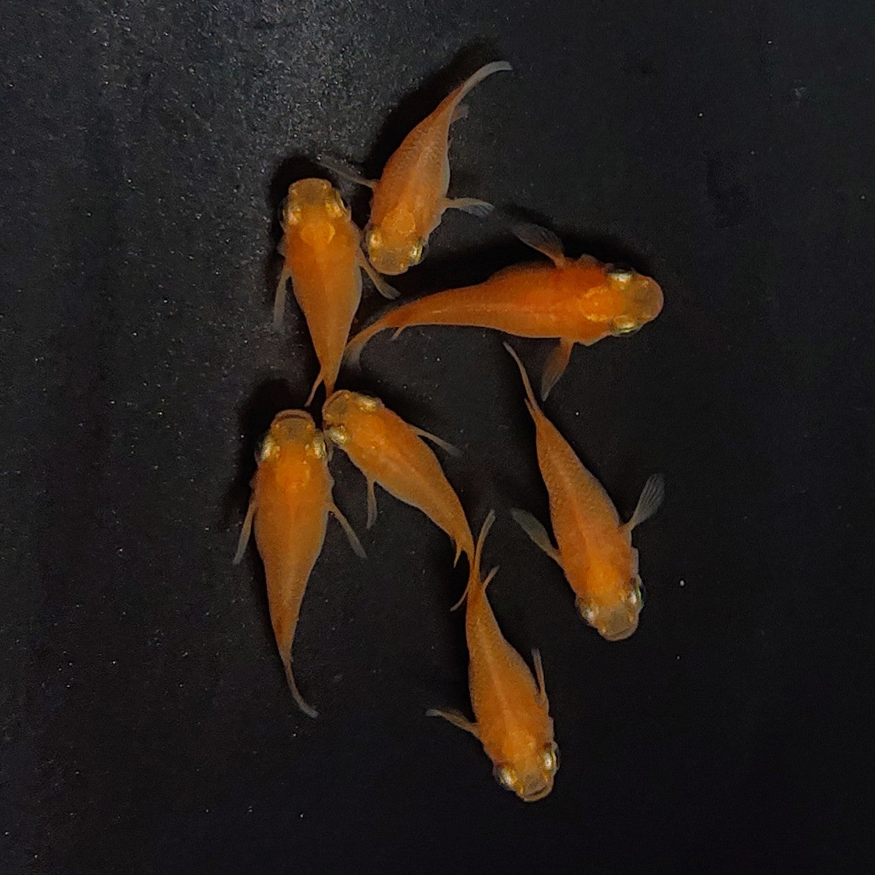 【現物】紅帝だるま　7匹　オス4メス3　3831