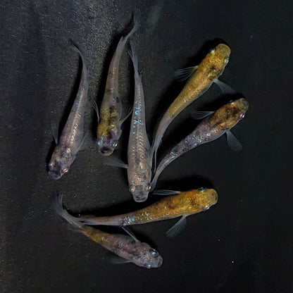 【現物】コールドムーン 両眼アースアイ　7匹　オス3メス4　3828