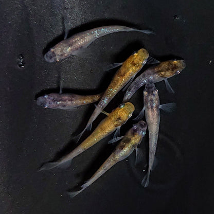 【現物】コールドムーン 両眼アースアイ　7匹　オス3メス4　3828