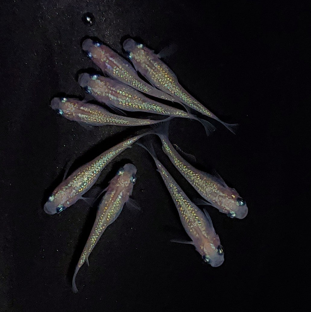 【現物】ピンクサファイア　8匹　オス3メス5　3834