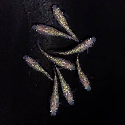 【現物】ピンクサファイア　8匹　オス3メス5　3834