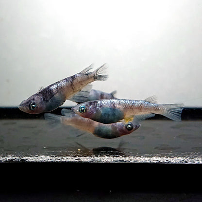 【現物】和墨白銀 両眼アースアイ　2ペア　抱卵中　3841