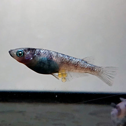 【現物】和墨白銀 両眼アースアイ　2ペア　抱卵中　3841