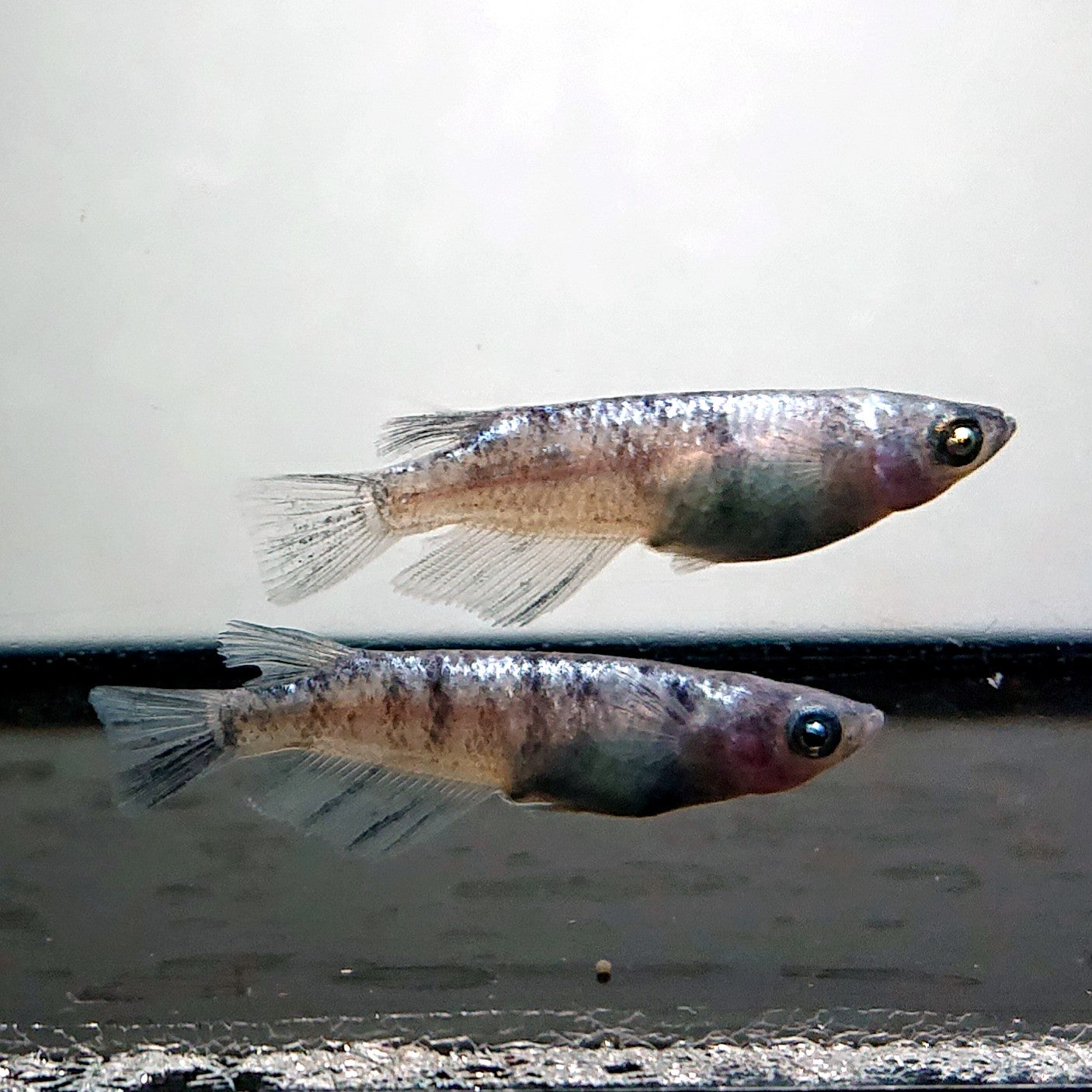 【現物】和墨白銀 両眼アースアイ　2ペア　抱卵中　3841