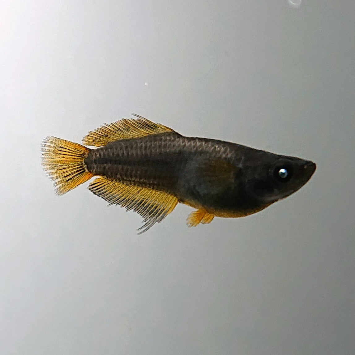 【現物】オーブ×夢神 F10　2ペア　ヒレ長形質　3842